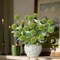 12Pcs Faux Flowers for Vase with Long Stem 23.6'' Green Chrysanthemum Flowers Artificial Spring Kiku Mums Silk Floral Arrangement for Easter Day Cemetery Home Kitchen Table Centerpiece Decor